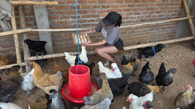 La Criadora De Gallinas